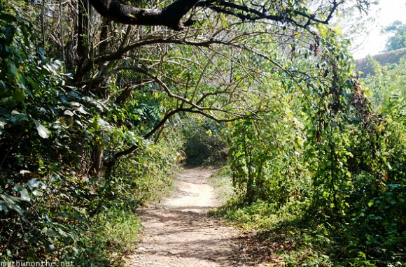 Path trees outside Bekal fort