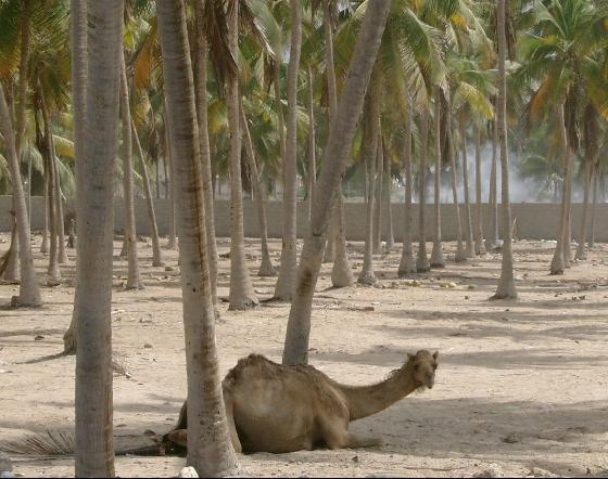 Salalah Oman camel coconut trees