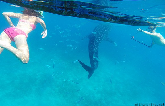 Swimming with whale sharks Oslob Cebu