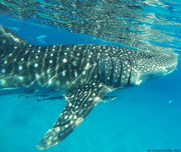 Whale shark gills Oslob Cebu