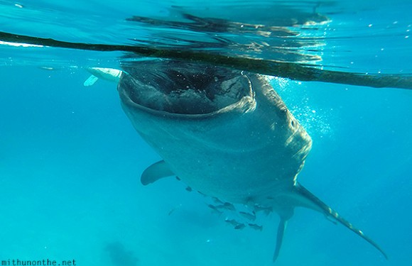 Whaleshark mouth open Cebu Philippines