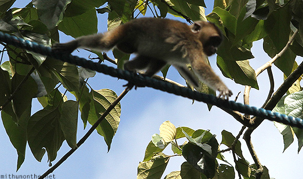 Baby monkey Davao Philippines