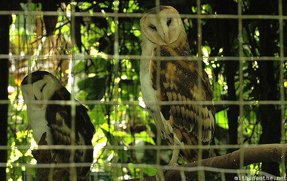 Barn owl Davao Philippines