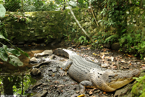 Big croc Davao Philippines