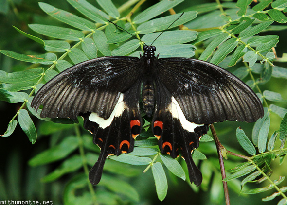 Black pattern butterfly Eden Park Davao