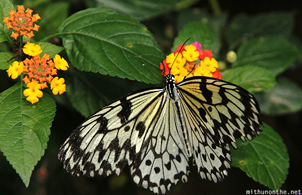 Black white butterfly Eden Nature park