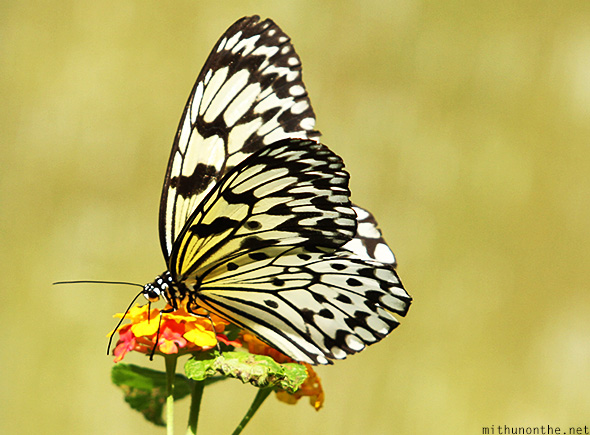 Black white butterfly flower Davao