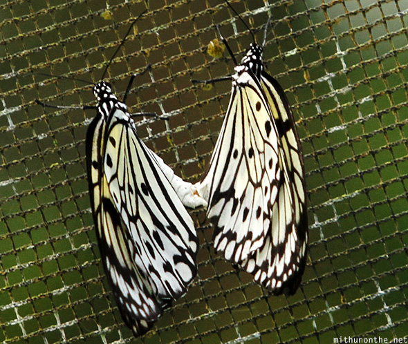 Butterfly mating Eden Park Davao
