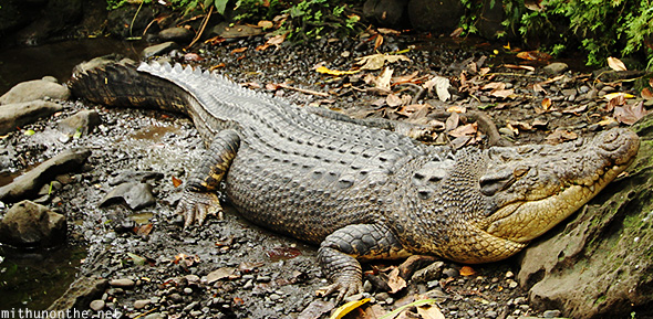 Crocodile Philippine eagle center Davao