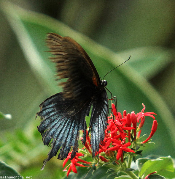 Exotic butterfly Eden Park Davao