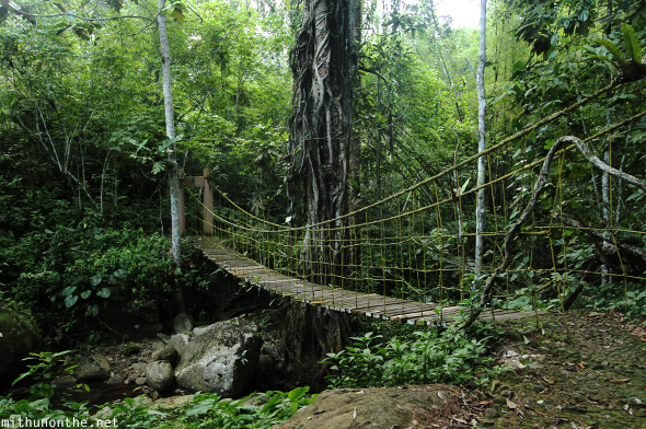 Hanging bridge Eden Nature park Davao Philippines