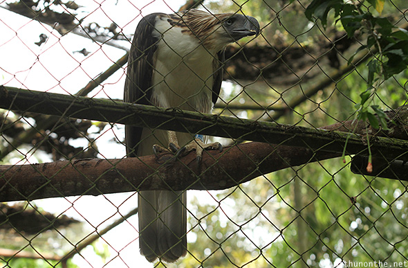 Philippine eagle center Davao