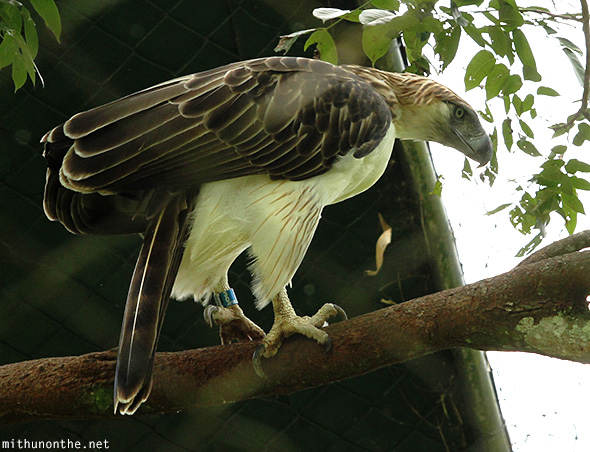 Philippine eagle closeup Davao