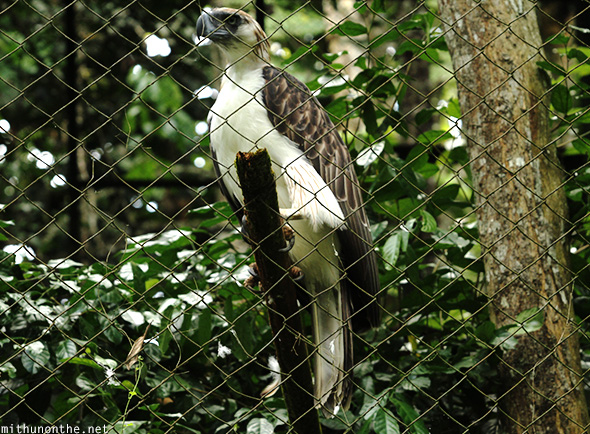 Philippine eagle Davao