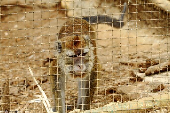 Philippines monkey Eden Park Davao