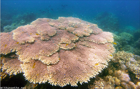 Big coral Samal island scuba dive