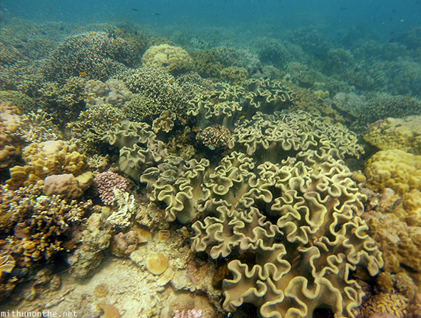 Corals Samal island Davao