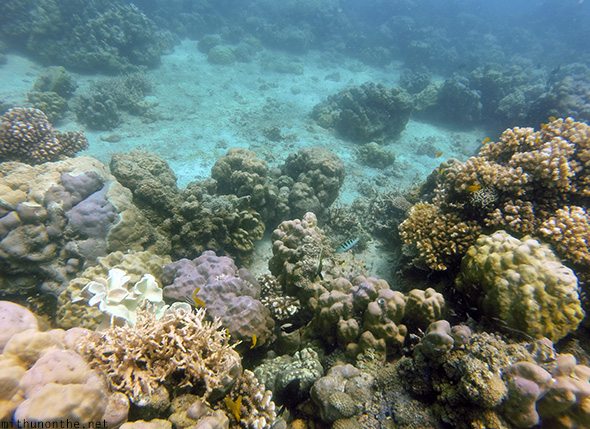 Sea bed corals Davao Philippines