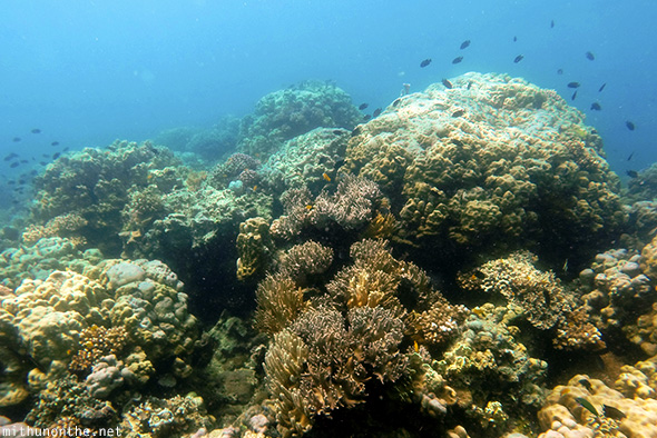 Coral rocks deep sea Philippines