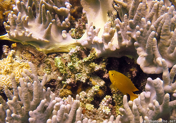 Small orange fish hiding in coral