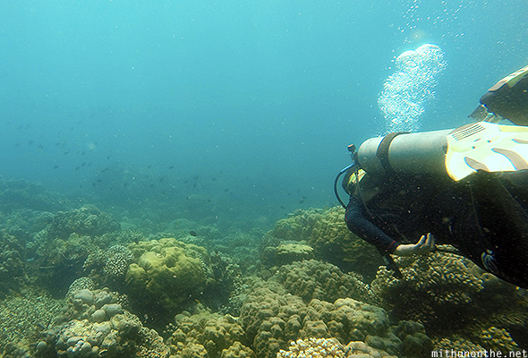 Diver going deep sea Davao