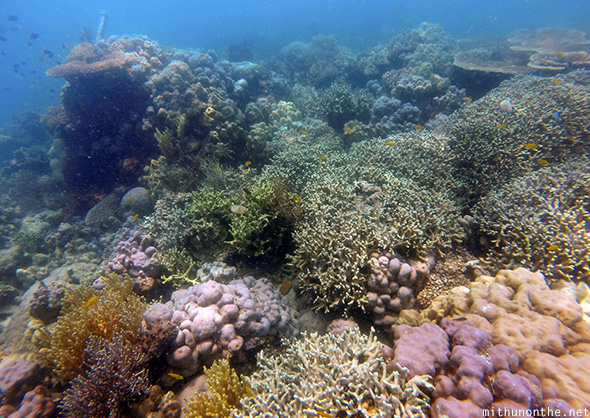 Colourful corals Davao Philippines