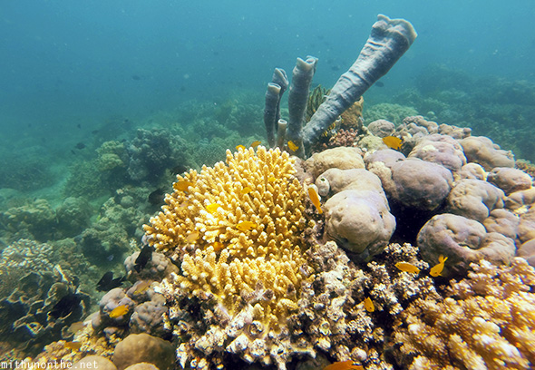 Horn corals Philippines sea