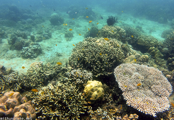 Corals sea bed Davao island