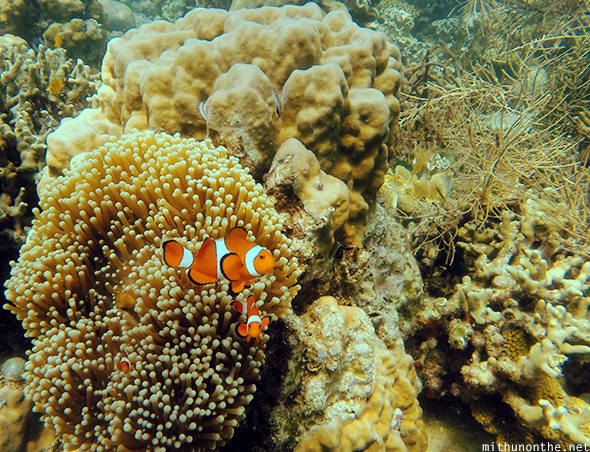 Clownfish nemo coral reef Davao