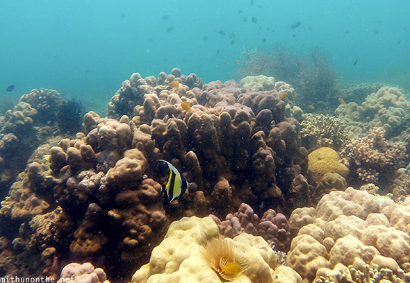 Rainbow fish coral reef Davao