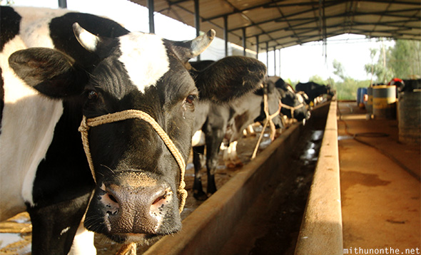 Cow staring dairy farm Karnataka