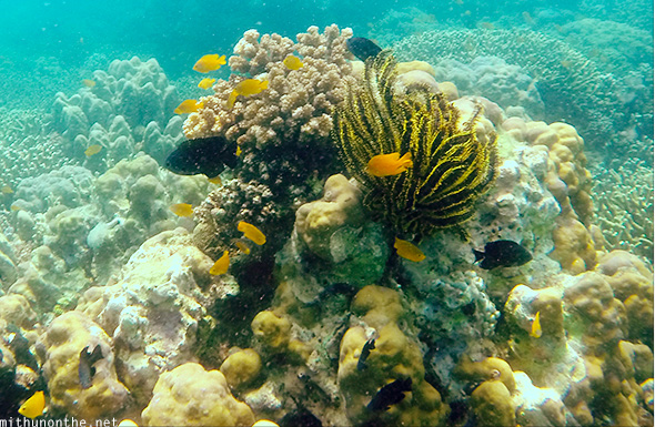 Orange coral fish Samal island