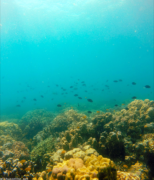Scuba diving Samal island Coral reef