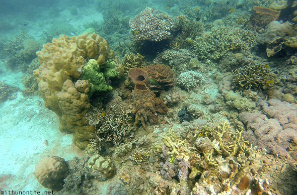 Small corals Davao Philippines