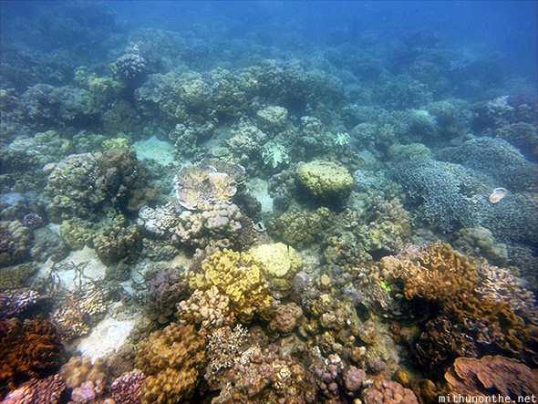 Underwater coral Samal island dive