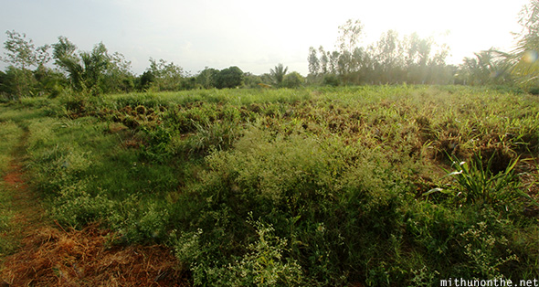 Farm land agriculture Karnataka