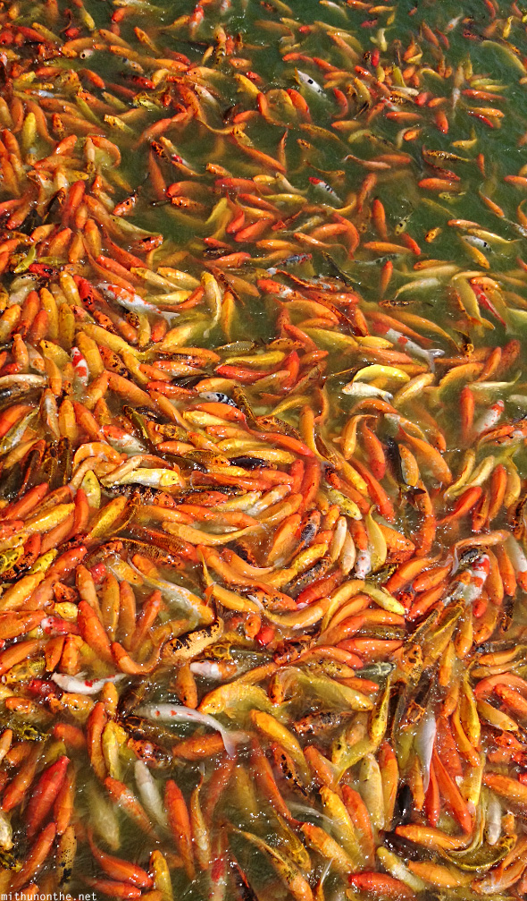 Koi fish pond Laguna Philippines