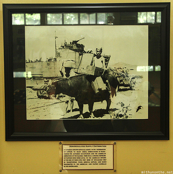 Carabao Corregidor island museum