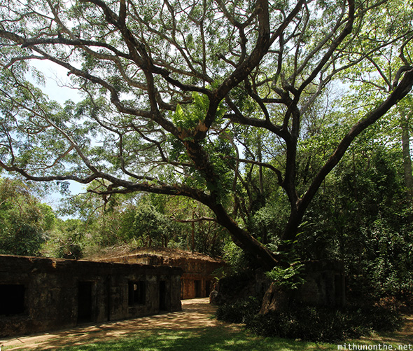 Old large tree Corregidor island