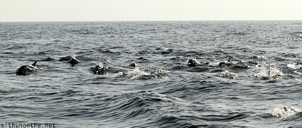 Dolphin sighting tour Oman