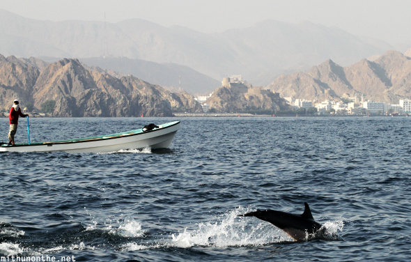 Dolphin splashing in water Oman