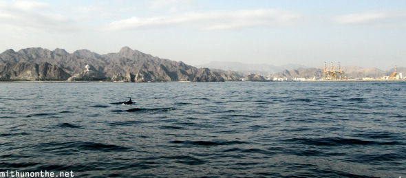 Dolphin tour Oman sea