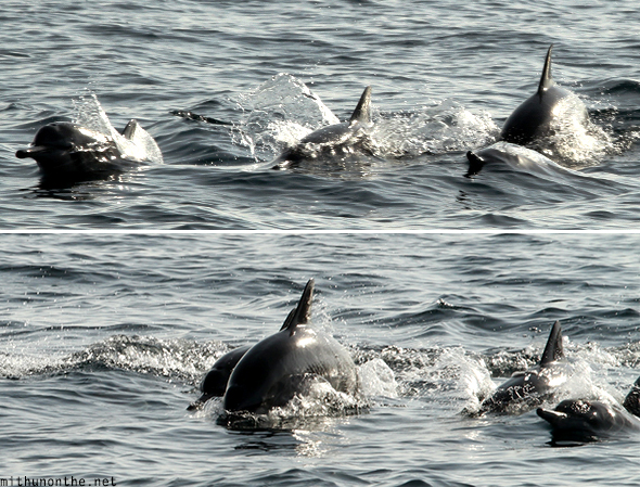 Dolphins Oman sea tour