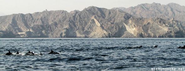 Dolphins Oman sea