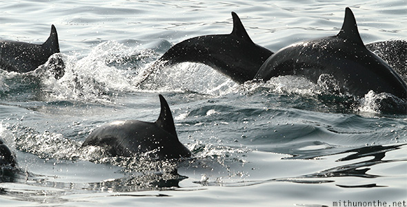 Dolphins splashing Oman