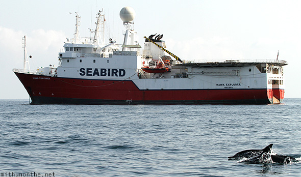 Seabird ship dolphin Oman sea
