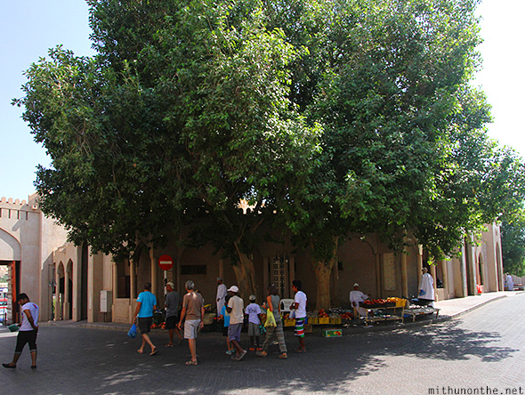 Tree Nizwa Oman