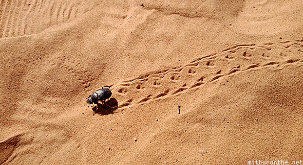 Beetle footsteps desert Oman