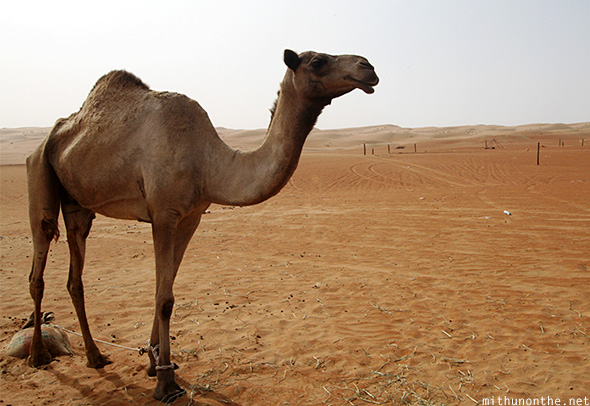 Camel Oman desert
