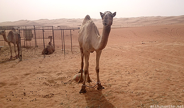 Camels Oman desert